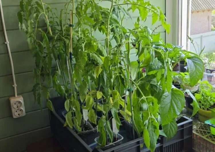 Пикировка томатов – плюсы и минусы - фото