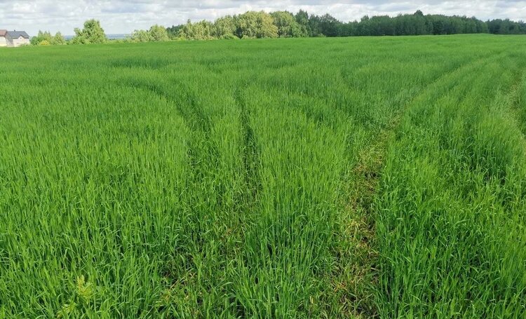 Ивановская область наращивает посевные площади в сезоне 2026 года - фото