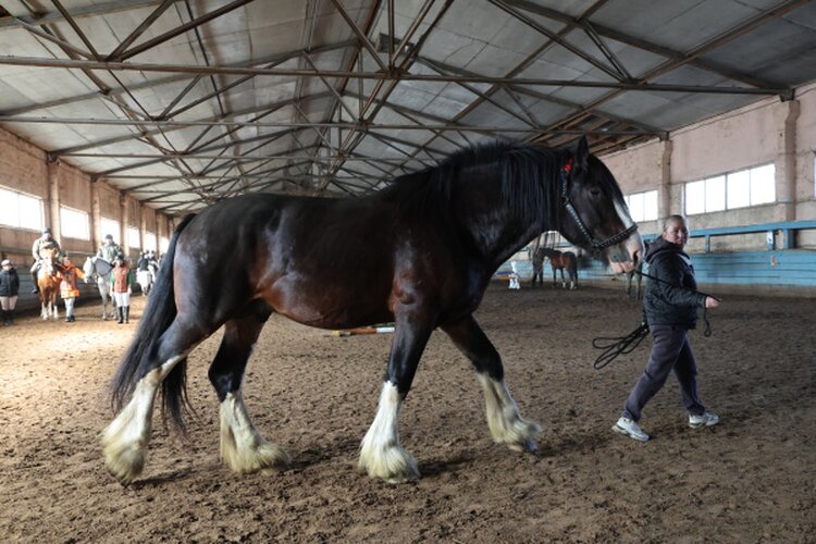 Российские учёные создают цифровую платформу для геномной селекции мясных табунных лошадей - фото