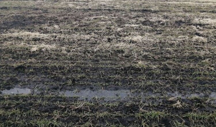 Правила безопасности для озимых: ищите снежную плесень - фото