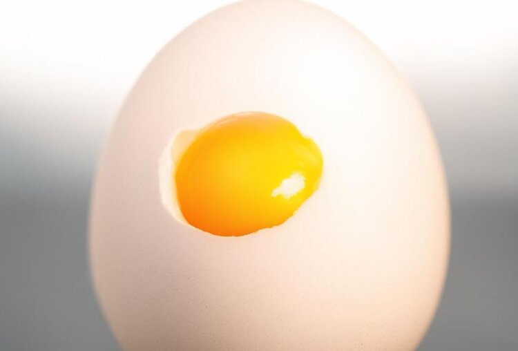 Российско-китайский альянс по птицеводству как пример для стран Африки - фото