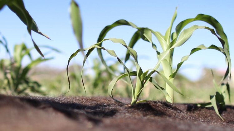 Человеческие волосы в Мексике пускают на очистку водоемов и биоудобрения - фото