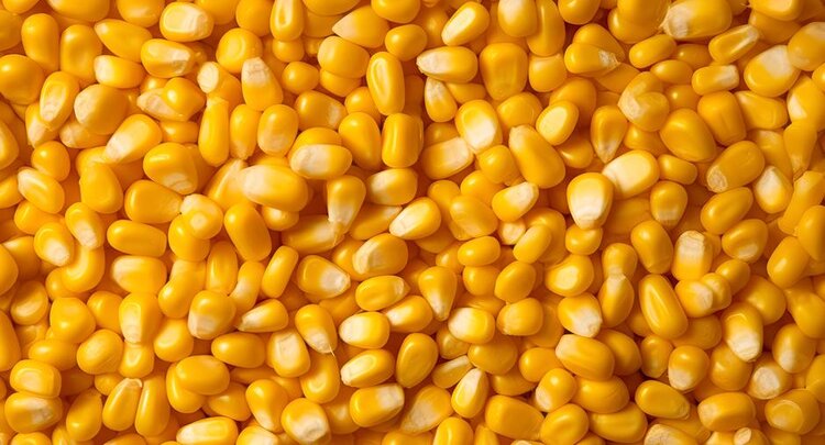 Аграрии Волгоградской области расширят посевы кукурузы