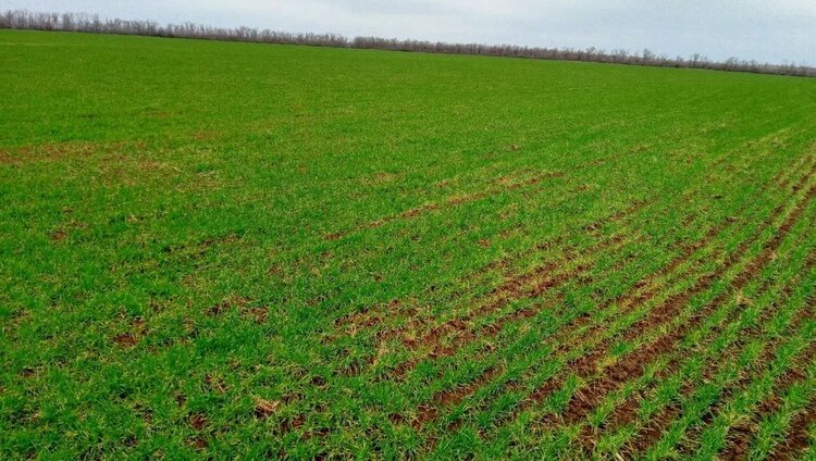 В ЛНР появилось первое семеноводческое хозяйство