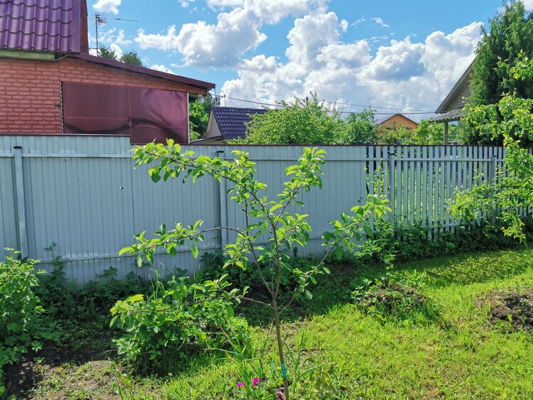 Весенняя обрезка яблони: сроки, схемы и рекомендации