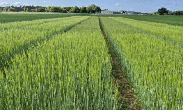 Первой культурой для продажи в рамках новой британской системы регулирования точной селекции стал ячмень