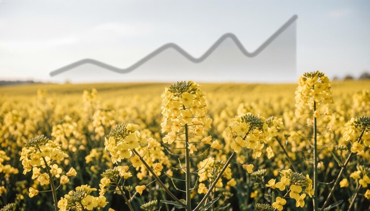 Посевные площади рапса в России: тенденции 2026 года - фото