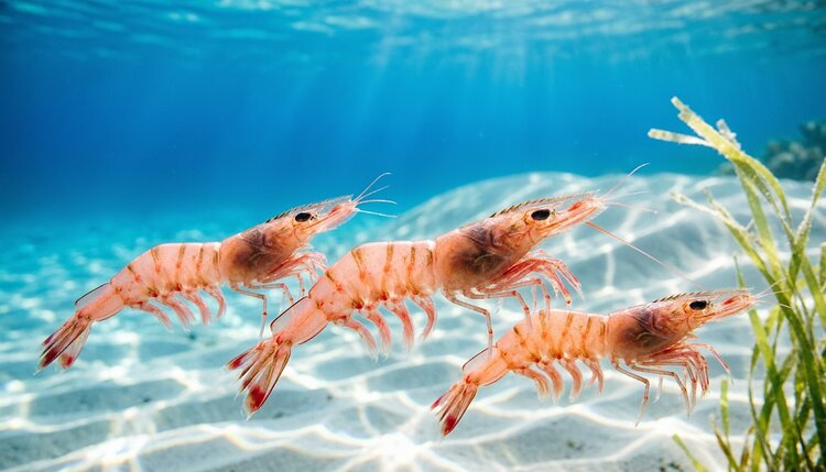 Дальневосточная креветка за десять лет полностью прижилась в Азовском море: что это значит для промысла и потребителей - фото