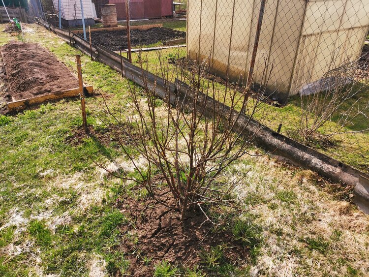 Как распознать и бороться с почковым клещом на смородине