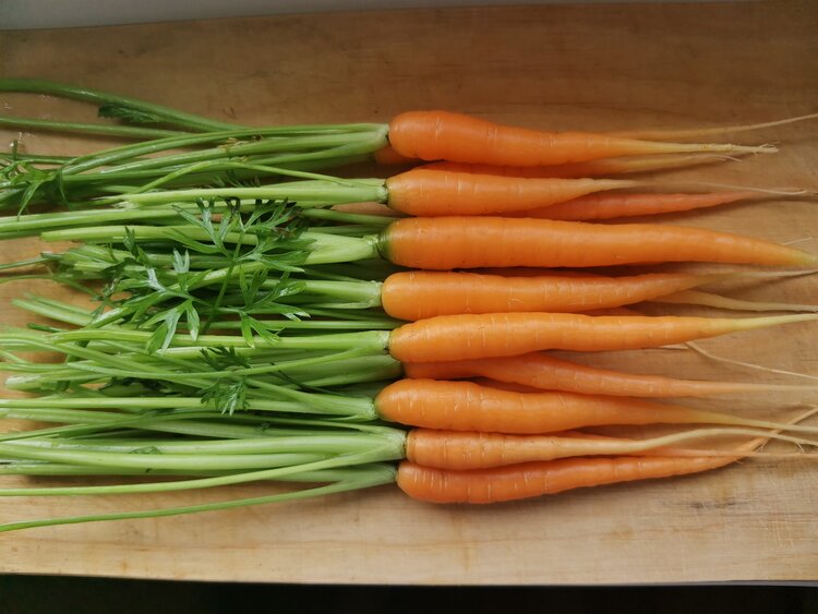 Пять секретов получения сладкой и крупной моркови - фото