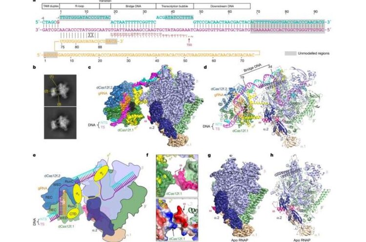 Система редактирования генов CRISPR переходит от резки к активации экспрессии генов - фото