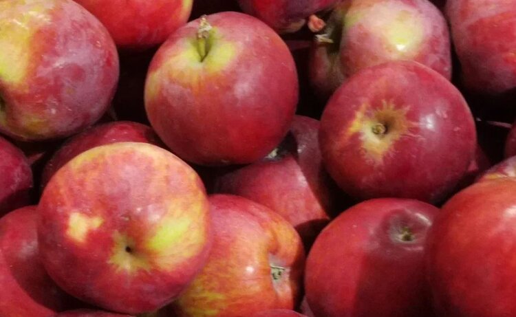 Франция ужесточила требования по ряду пестицидов в экспорте продуктов питания и кормов - фото