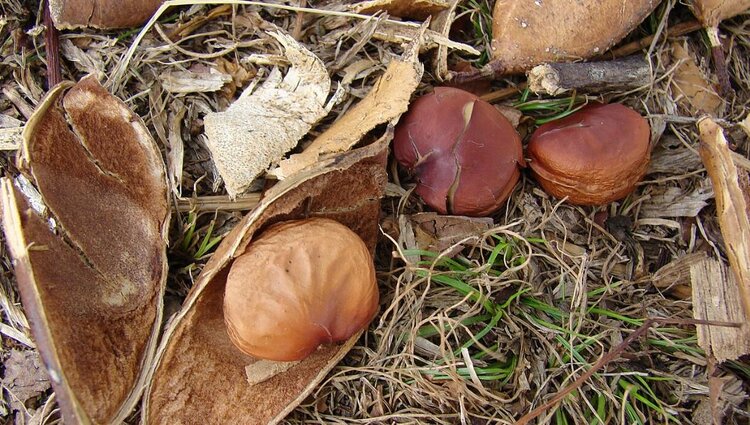 Крупная плантация понгамии запускается в Австралии