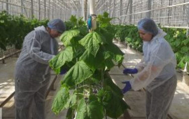 В Челябинской области начались масштабные фитосанитарные проверки тепличных хозяйств - фото