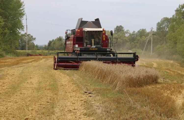 Фермеры Башкортостана перестраивают посевную структуру в пользу масличных - фото