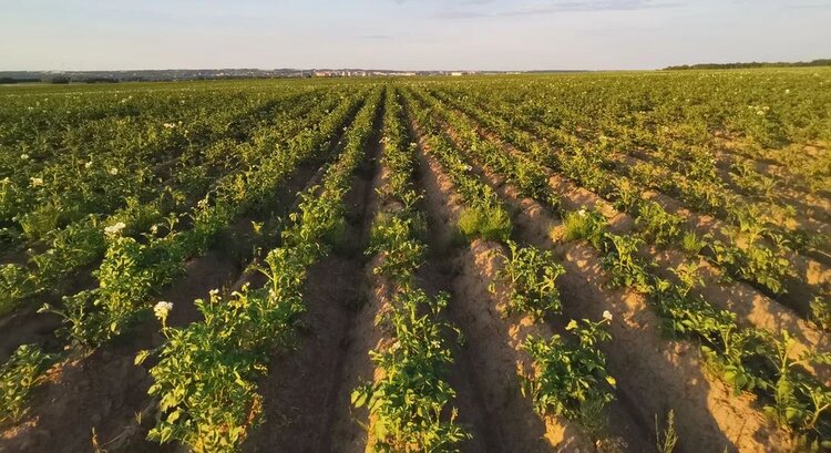 Агрострахование картофелеводов и причина крупных страховых выплат