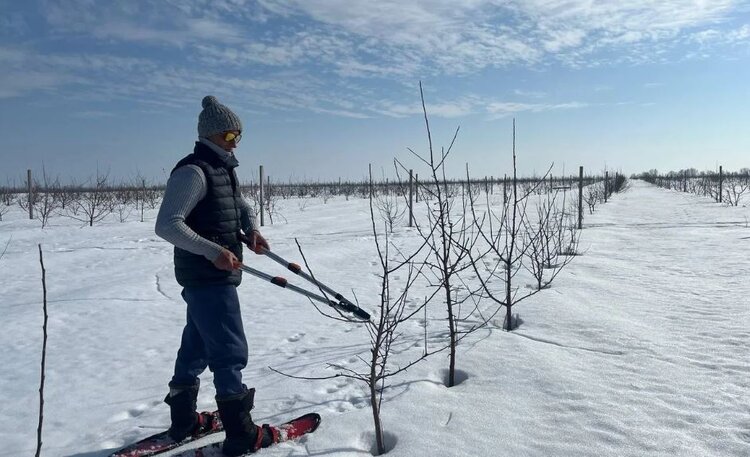 «Сады Суры» готовятся к урожаю яблок в 2 тысячи тонн