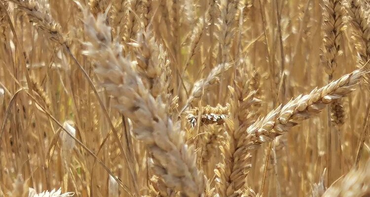Как вырастить хлебопекарную пшеницу с меньшим внесением азота