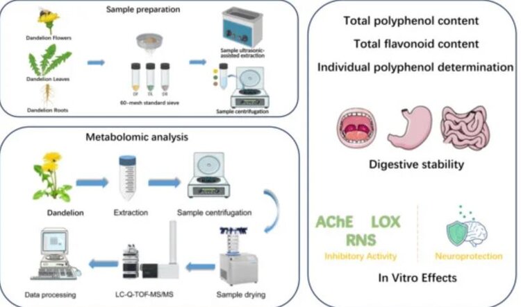 Одуванчик против Альцгеймера: как сорняк спасает мозг - фото