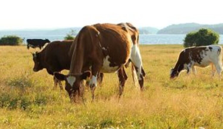 Фермер купил коров втайне от ветеринарной службы и Россельхознадзора