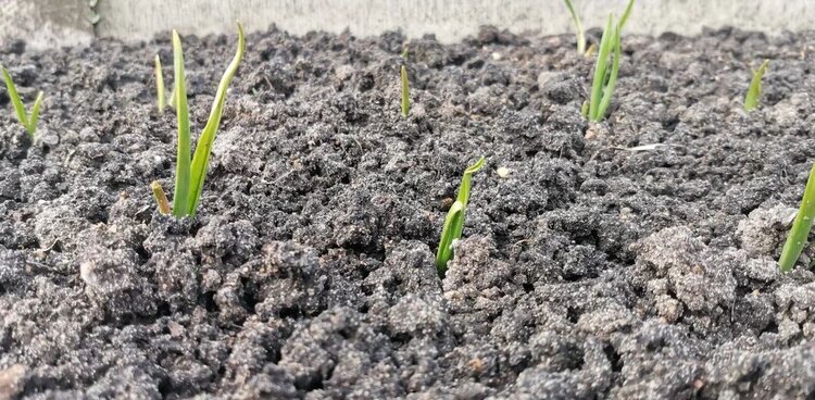 Уход за озимым чесноком после схода снега: что делать с желтыми перьями - фото