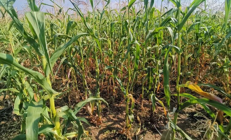 Черный апгрейд: почему ежегодная порция биоугля делает стебли кукурузы толще на 20% - фото