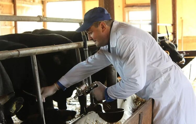 Какие анализы сдают сельхозживотные перед вакцинацией против ящура