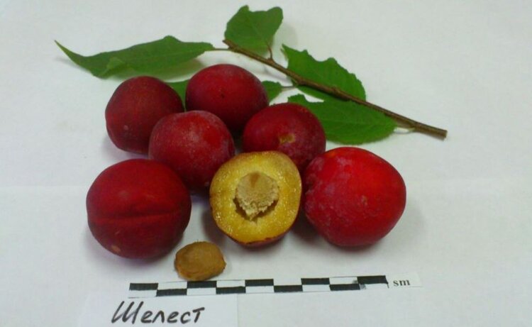 Уральские учёные вывели новый зимостойкий сорт китайской сливы — «Шелест» - фото