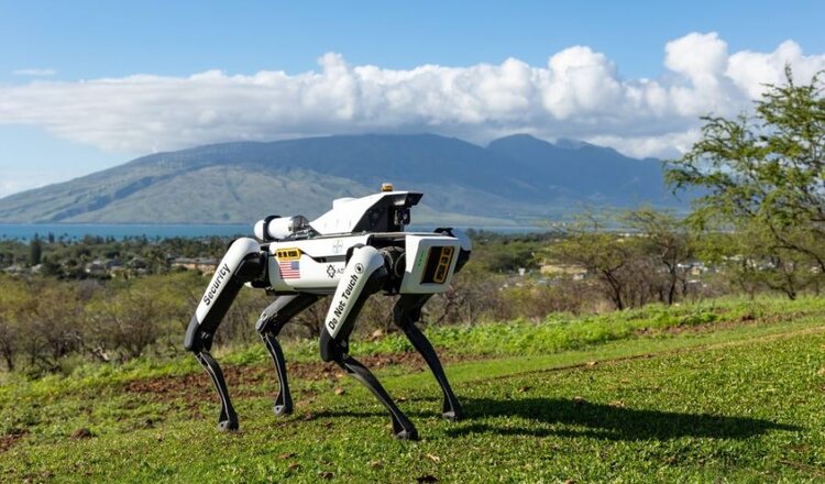 Робособаки охраняют ценные семенные посевы кукурузы на Гавайях - фото