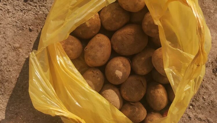 Как быстрее прорастить картофель для посадки – 4 способа - фото