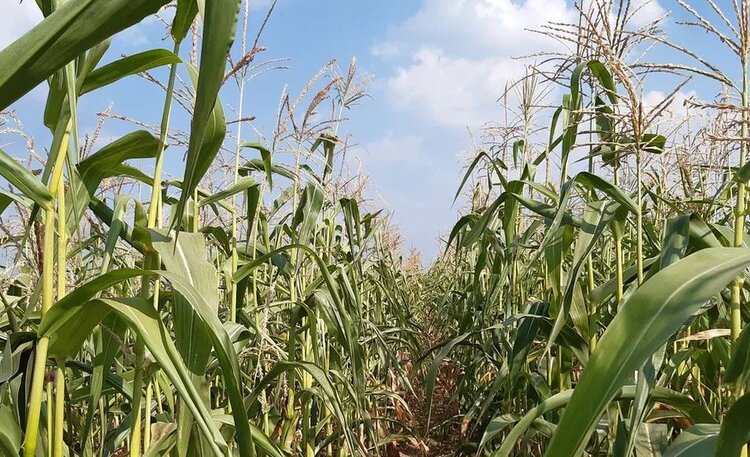 О наличии подходящих гибридов для важного российско-китайского проекта сообщил ВНИИ Кукурузы