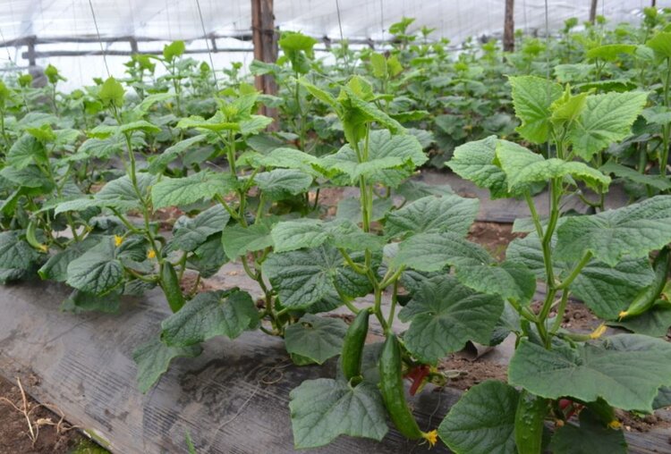 Забайкальские огурцы с наступлением тепла прибавляют по 100 кг в день