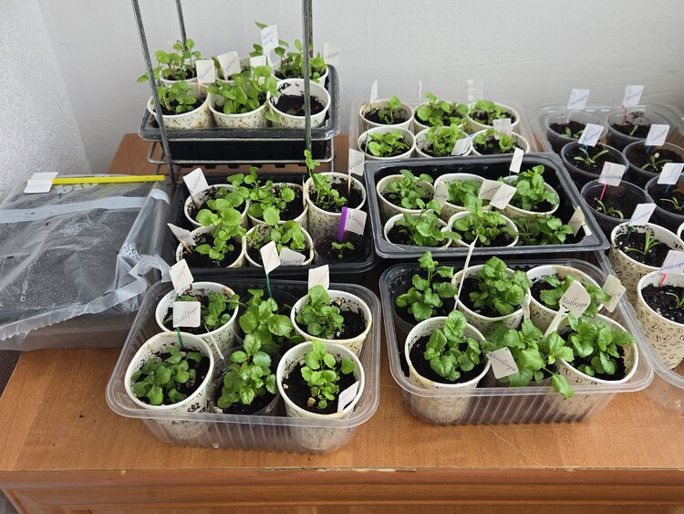 9 способов предотвратить полегание рассады (подсказка: корица вам не поможет)