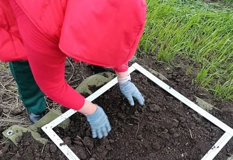 В ДНР искали кубышки саранчовых вредителей: оставил ли итальянский прус потомство?