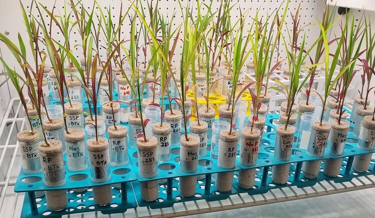 Альтернативный фосфор и новый подход к селекции зерновых на основе корневого микробиома - фото