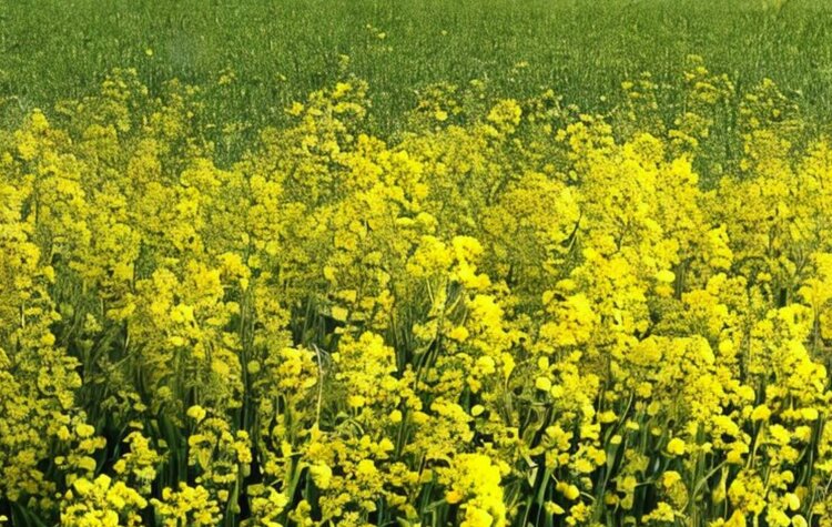 О своих приоритетах в селекции ярового рапса рассказали аргентинские селекционеры - фото