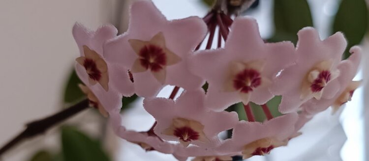 Хойя: как ухаживать, чтобы она зацвела - фото