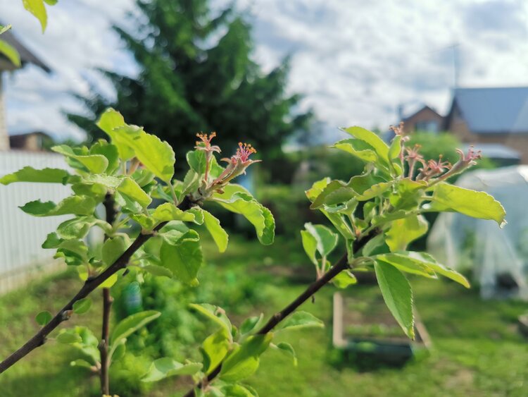 Апрельская «генеральная уборка» в саду: как старым деревьям подарить вторую молодость - фото