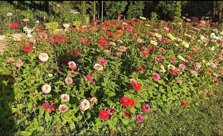 Посадка летних и осенних луковичных растений