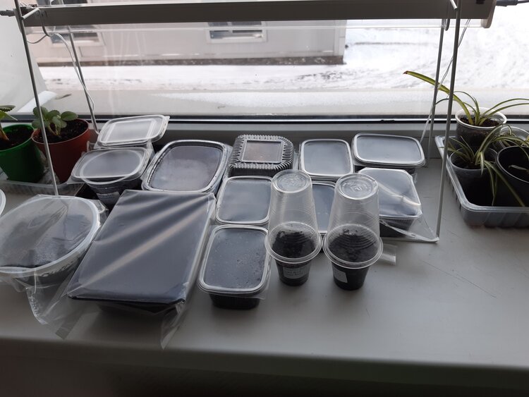 Какая температура необходима для роста и развития рассады — стандарты для овощей, цветов и зелени