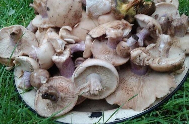 Что за гриб Навозник? И почему его никогда нельзя есть пьяному человеку - фото