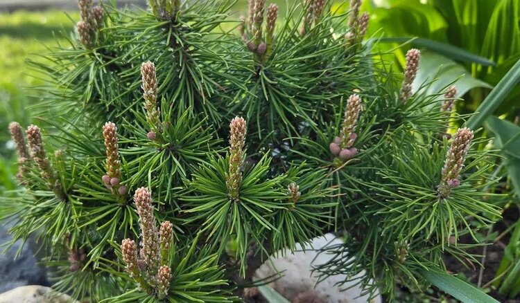 В Подмосковье открывается новый тепличный комплекс для декоративных хвойников и цветов