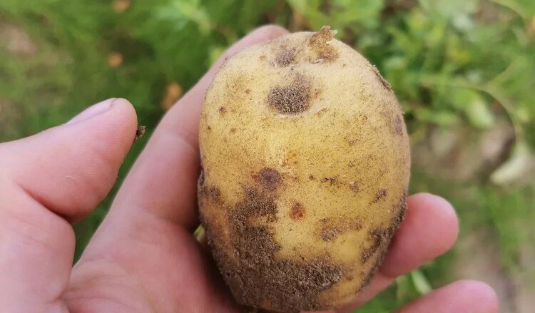 Картофель: посадка без перекопки - фото