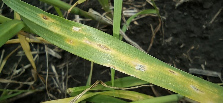 Как отличить пиренофороз пшеницы от других пятнистостей листьев - фото