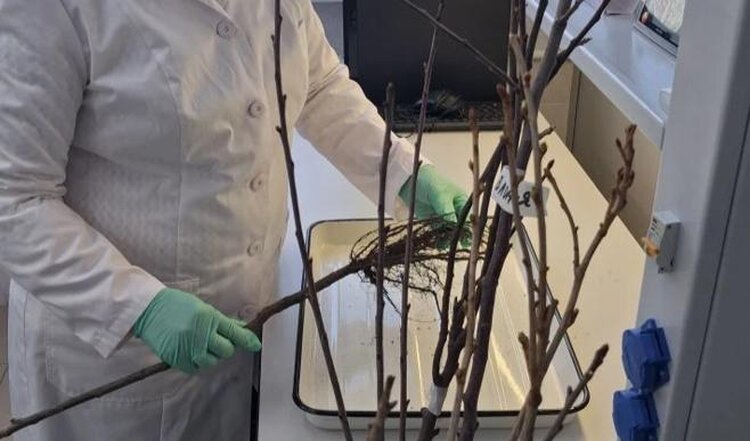 Питомники и садовые центры Башкортостана преуспевают в экспорте саженцев - фото