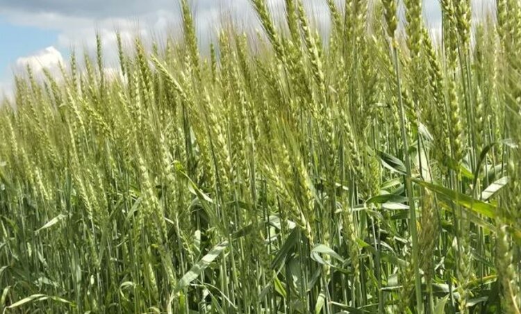 Госреестр пополнился двумя новыми сортами озимой пшеницы от «Немчиновки» - фото