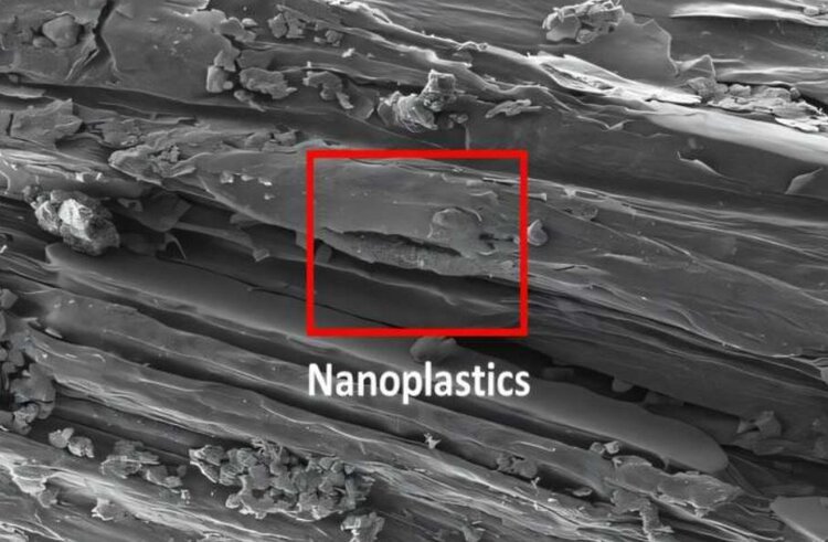 Ученые показали, как пластик в томатах и пшенице замедляет рост растений - фото