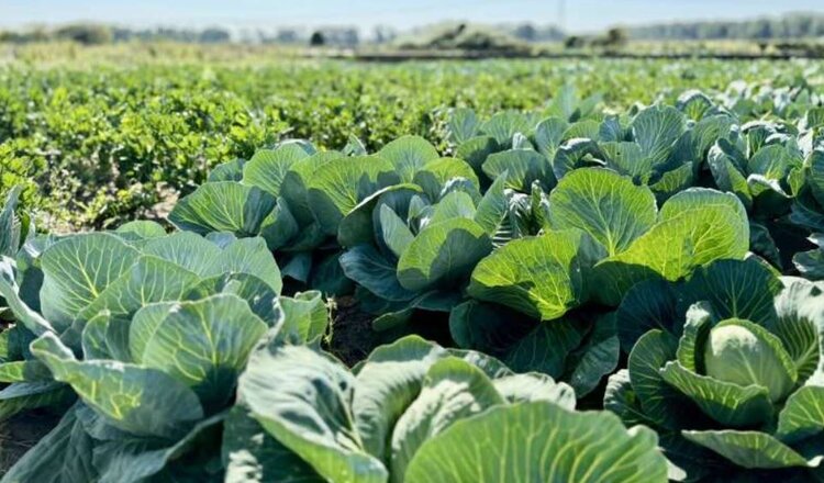 Капуста белокочанная и рожь мульчей стали лучшим полевым тандемом для органического производства