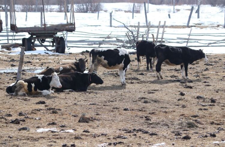 Животноводы Якутии подводят результаты отела, выжеребки и готовятся к паводку
