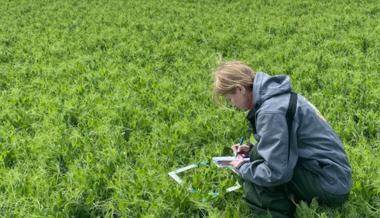 Зимующий горох весной проверили специалисты Россельхозцентра по Краснодарскому краю - фото